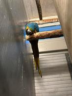 Blauw gele Ara Man, Dieren en Toebehoren, Mannelijk, Papegaai, Geringd