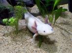 Axolotls gezocht, Dieren en Toebehoren, Amfibie, 0 tot 2 jaar