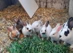 konijnen, Vrouwelijk, Middelgroot, 0 tot 2 jaar