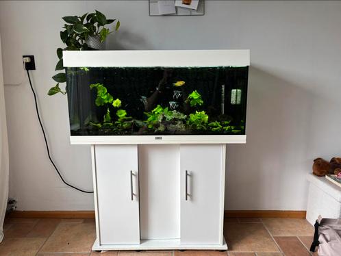 Compleet Juwel Aquarium 160 liter (inclusief visbestand), Dieren en Toebehoren, Vissen | Aquaria en Toebehoren, Gebruikt, Gevuld zoetwateraquarium