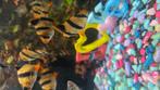5 strepen tijgerbarbeel, Dieren en Toebehoren, Vis, Zoetwatervis, Schoolvis