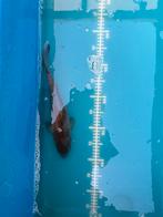 Dark ochiba shigure - 30/35 cm, Dieren en Toebehoren, Vissen | Vijvervissen, Karper of Koi