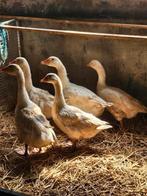 ganzen, Dieren en Toebehoren, Pluimvee, Geslacht onbekend, Gans of Zwaan