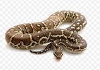 Gezocht. Angola python.  Python anchietae, Slang, 0 tot 2 jaar