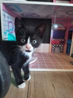 Lieve kittens ( zwartje is Nog beschrikbaar), Poes