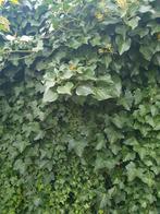 Klimop, hedera - erg mooi, wie kan het gebruiken?, Tuin en Terras, Planten | Struiken en Hagen, Ophalen of Verzenden, Overige soorten