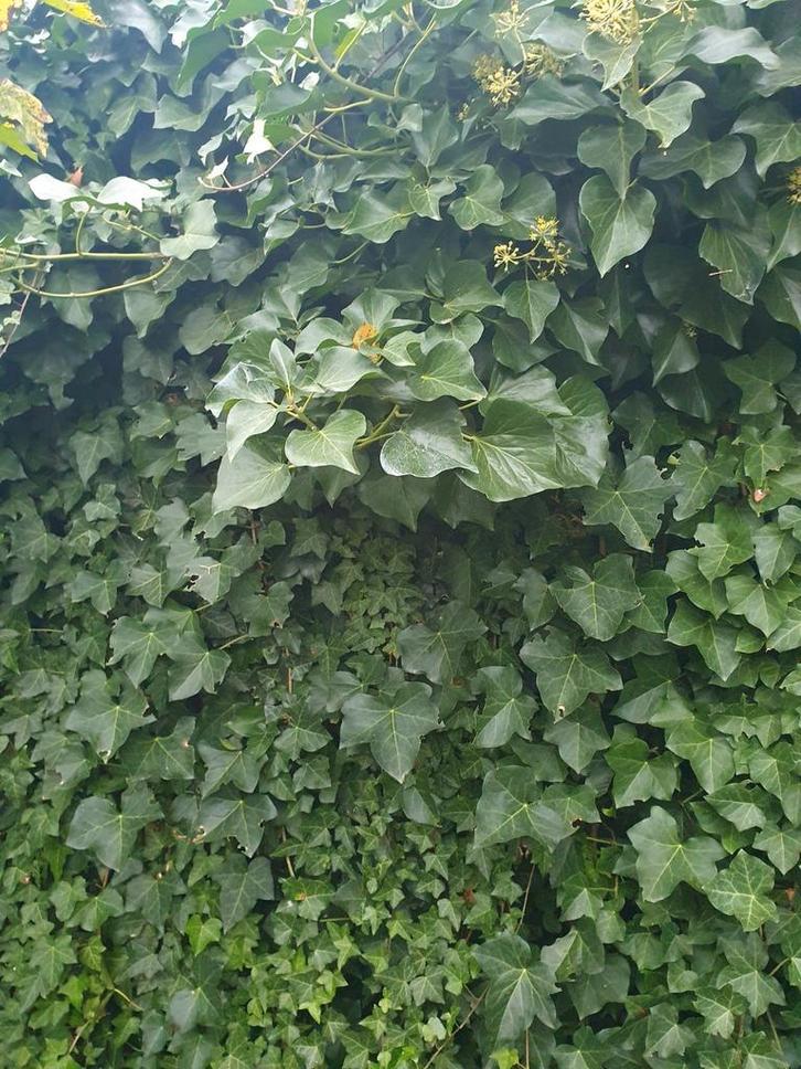 Klimop, hedera - erg mooi, wie kan het gebruiken?, Tuin en Terras, Planten | Struiken en Hagen, Overige soorten, 100 tot 250 cm