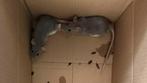 Ratten, Dieren en Toebehoren, Mannelijk