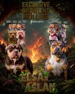 American Bully XL pups, Dieren en Toebehoren, September, Meerdere dieren