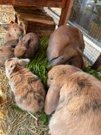 Lieve hangoor konijntjes!, Dieren en Toebehoren, Konijnen, Meerdere dieren, Middelgroot, Hangoor