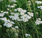 Achillea millefolium zaden “Duizendblad” (wit), Ophalen of Verzenden, Voorjaar, Volle zon, Zaad