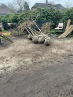 Lei en dakbomen, Ophalen of Verzenden, Halfschaduw, Perenboom, Lente