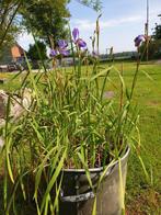 Blauwe iris, Volle zon, Vaste plant, Zomer, Ophalen