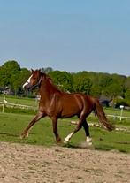 Verzorgpony, Ophalen of Verzenden