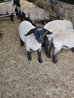 1 drachtige ooi en 3 ooilammeren te koop, Suffolk, Dieren en Toebehoren, Schapen, Geiten en Varkens, Vrouwelijk, Schaap