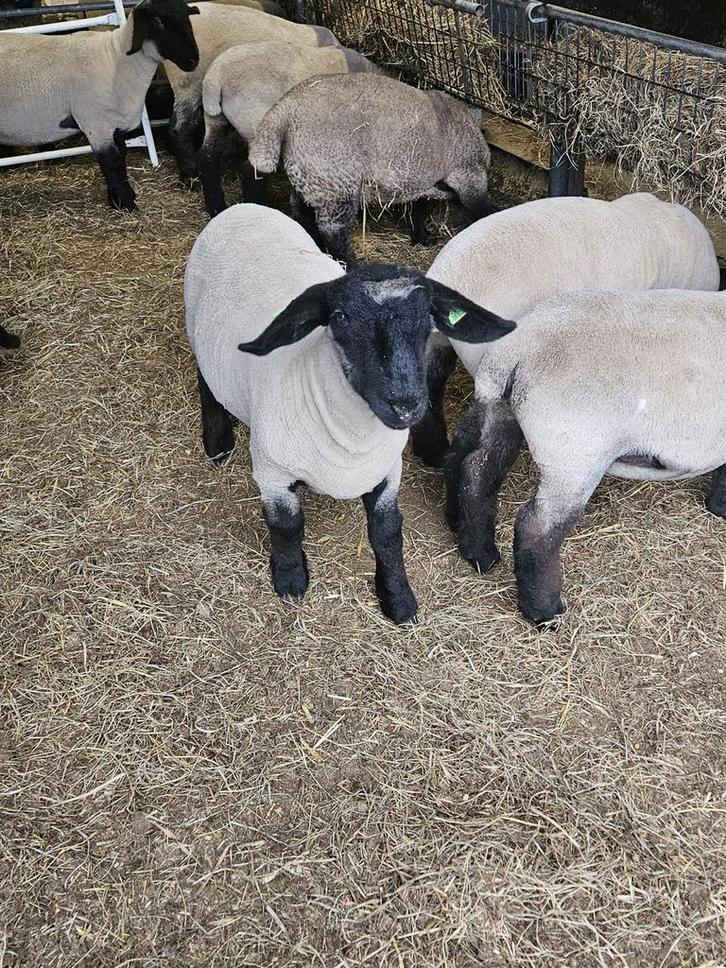 1 drachtige ooi en 3 ooilammeren te koop, Suffolk, Dieren en Toebehoren, Schapen, Geiten en Varkens, Schaap, Vrouwelijk