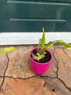 Gratis plant met roze pot, Ophalen