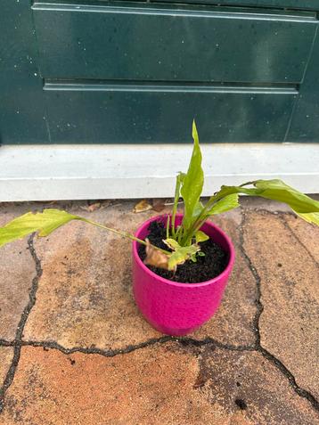 Gratis plant met roze pot beschikbaar voor biedingen