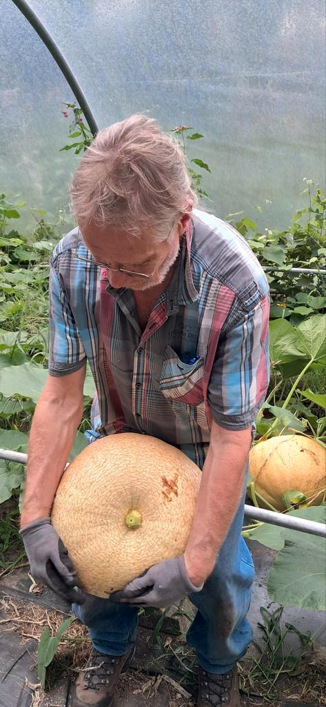 Biologische Pompoen - Vers van het Land!, Tuin en Terras, Planten | Tuinplanten, Eenjarig, Groenteplanten, Volle zon, Ophalen