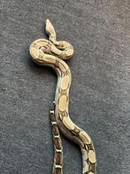 Boa imperator, Dieren en Toebehoren, Reptielen en Amfibieën, Slang, 0 tot 2 jaar