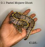 0.1 Pastel Mojave Ghost NK25, Dieren en Toebehoren, Slang