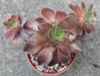 Aeonium color boundary, Huis en Inrichting, Vetplant, Minder dan 100 cm, Groene kamerplant, Halfschaduw