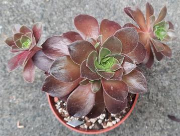 Aeonium color boundary beschikbaar voor biedingen