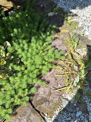Vijverplanten. Aarvederkruid. beschikbaar voor biedingen