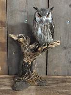 Noordelijke witwang dwergoor uil, Verzamelen, Ophalen, Nieuw, Vogel, Opgezet dier