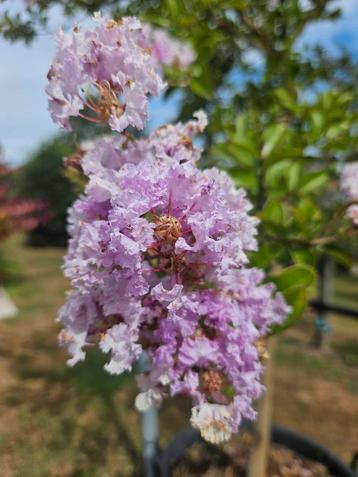 lagerstroemia lafayette / grote oude boom ‼️‼️ beschikbaar voor biedingen