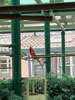 rode kardinaal, Dieren en Toebehoren, Vogels | Overige Vogels, Mannelijk, Geringd