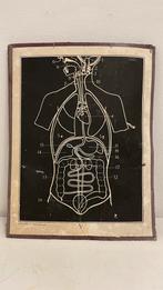 Schoolplaten, Antiek en Kunst, Ophalen of Verzenden