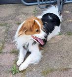 Rappy herplaatser, Dieren en Toebehoren, Honden | Niet-rashonden, Particulier, Rabiës (hondsdolheid), Reu, 1 tot 2 jaar