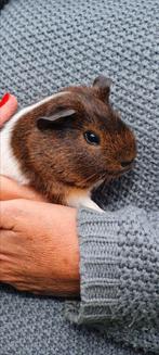 Jonge cavia's te koop, Dieren en Toebehoren, Cavia, Mannelijk, Mei, Tam