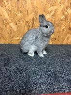 Kleurdwerg Chinchilla Man Jong (dwergkonijn), Dieren en Toebehoren, Konijnen, Mannelijk, Dwerg, 0 tot 2 jaar