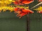 Kempvis man crowntail (Betta splendens), Vis, Zoetwatervis