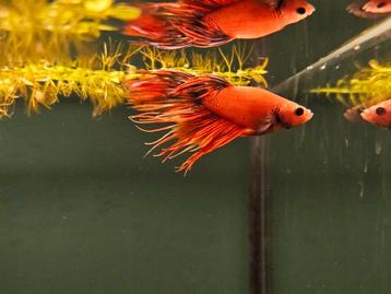 Kempvis man crowntail (Betta splendens) beschikbaar voor biedingen