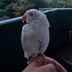 Tamme Halsbandparkiet, Vrouwelijk, Parkiet, Tam