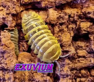 Armadillidium maculatum Chocolate Yellow pissebedden beschikbaar voor biedingen