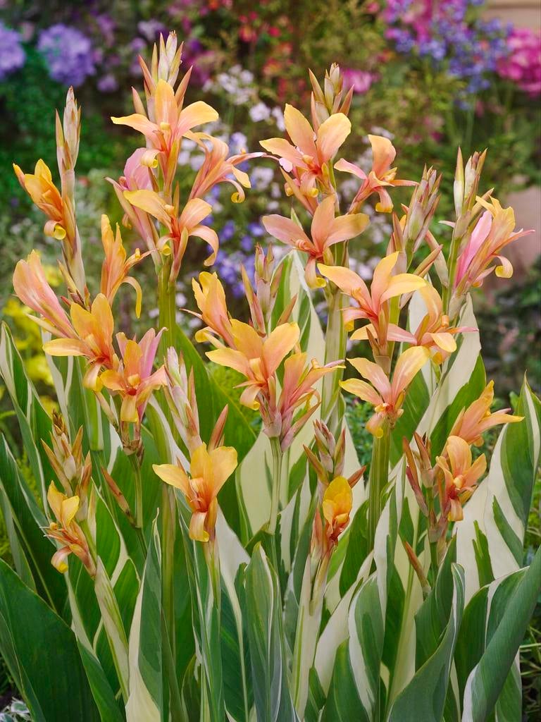 Canna, Tuin en Terras, Planten | Tuinplanten, Ophalen of Verzenden, Overige soorten, Volle zon