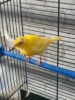 Mooie gele kanarie pop te koop, Dieren en Toebehoren, Vogels | Kanaries, Vrouwelijk, Zangkanarie