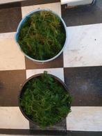 Vissen verwennen? Dit lusten ze graag!, Dieren en Toebehoren, Vissen | Aquaria en Toebehoren, Ophalen, Zo goed als nieuw, Plant(en), Steen of Hout