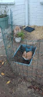 Twee konijnen + hok + benodigdheden, Ophalen, 110 cm of meer, 100 cm of meer