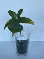 Philodendron florida green (3), Huis en Inrichting, Kamerplanten, Ophalen of Verzenden, Overige soorten, Minder dan 100 cm