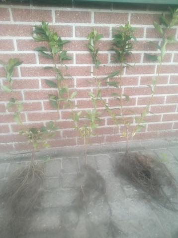 Chinees klokje (Forsythia int.)  beschikbaar voor biedingen