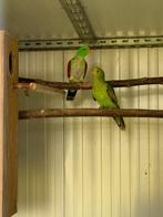 koppel bloedvleugel, Dieren en Toebehoren, Meerdere dieren, Parkiet