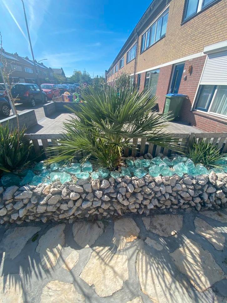 Dwergpalmboom voor de tuin, Tuin en Terras, Planten | Tuinplanten, Vaste plant, Overige soorten, Volle zon, Bloeit niet, Ophalen