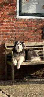 Husky, 6 jaar of ouder, Rabiës (hondsdolheid), Teef, Poolhond