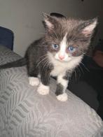 Zwart en wit 1 mond olds, Geslacht onbekend, Kortharig, 0 tot 2 jaar