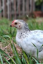 Vermoedelijk sussex haantje, Dieren en Toebehoren, Pluimvee | Toebehoren, Ophalen of Verzenden, Kippenhok of Kippenren